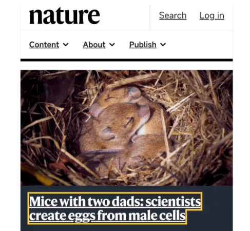 首例两只公鼠“产仔”，专家：现阶段人类不能用（2023两只公鼠“产仔”）